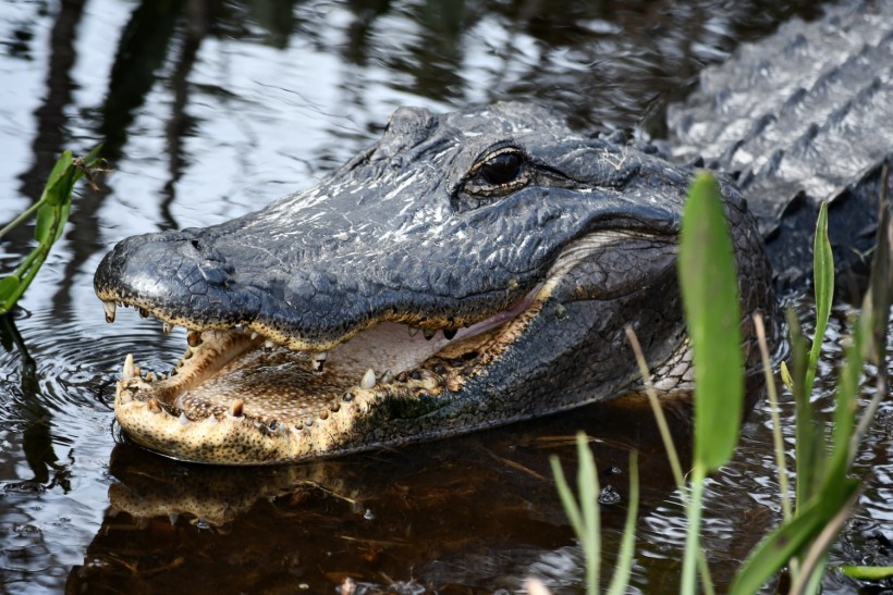 New York Alligator Sewer Myth