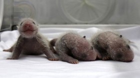 panda triplets