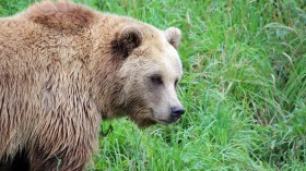 Romania Bear Attacks