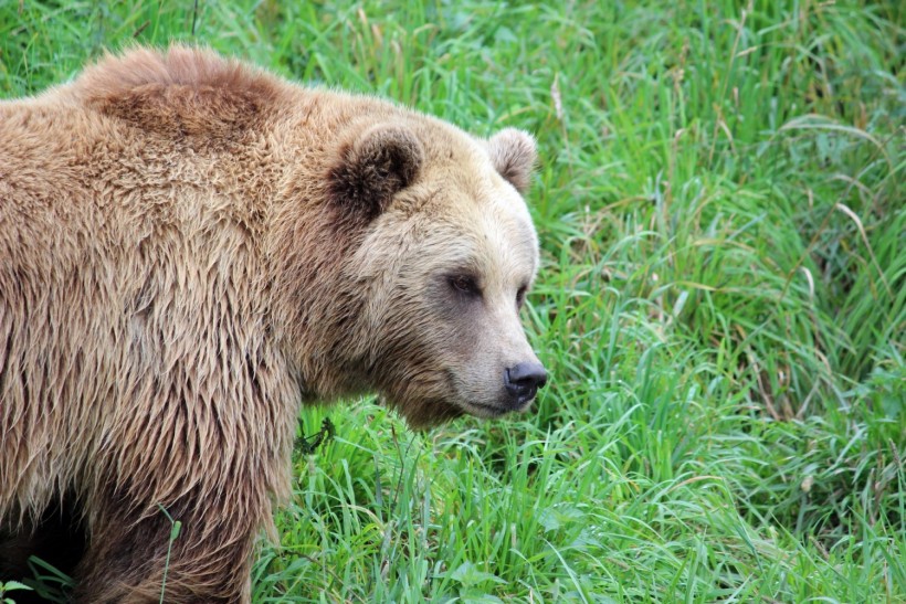 Romania Bear Attacks