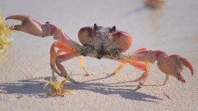 Canada Crab Invasion