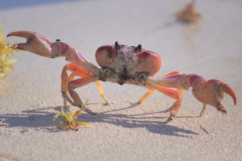 Canada Crab Invasion