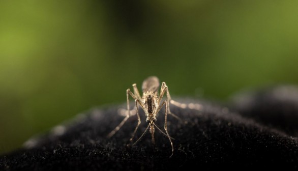 FINLAND-ENVIRONMENT-ANIMAL-MOSQUITO