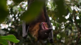 SPAIN-HEALTH-VIRUS-PANDEMIC-ANIMAL-ZOO