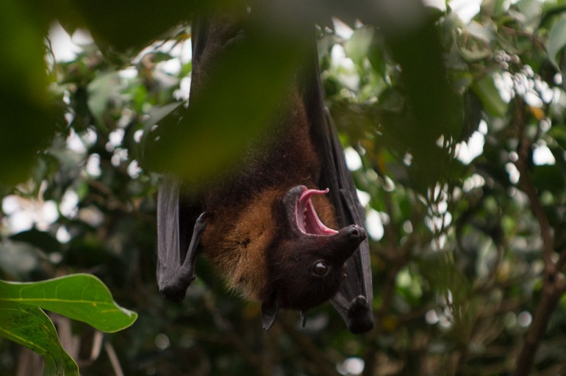 SPAIN-HEALTH-VIRUS-PANDEMIC-ANIMAL-ZOO