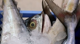 KUWAIT-ECONOMY-FISH