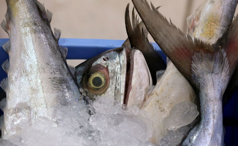 KUWAIT-ECONOMY-FISH