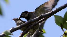 TURKEY-BIRDS-ANIMALS