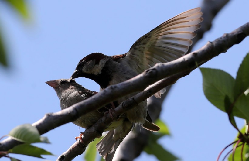 TURKEY-BIRDS-ANIMALS