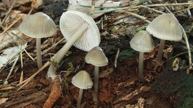 Bonnet Mushrooms Start Growing On Live Roots Signaling Evolutionary Development, Study Shows