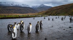 Bird Flu Detected in Antarctica for the First Time Raises Risk of Catastrophic Breeding Failure Among Isolated Penguins