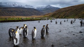Bird Flu Detected in Antarctica for the First Time Raises Risk of Catastrophic Breeding Failure Among Isolated Penguins