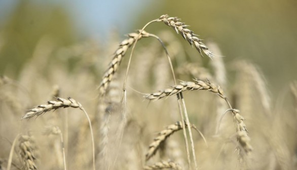 RUSSIA-AGRICULTURE-WHEAT