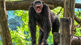 chimpanzee