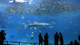 A photo of Okinawa, Japan aquarium