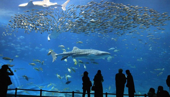 A photo of Okinawa, Japan aquarium