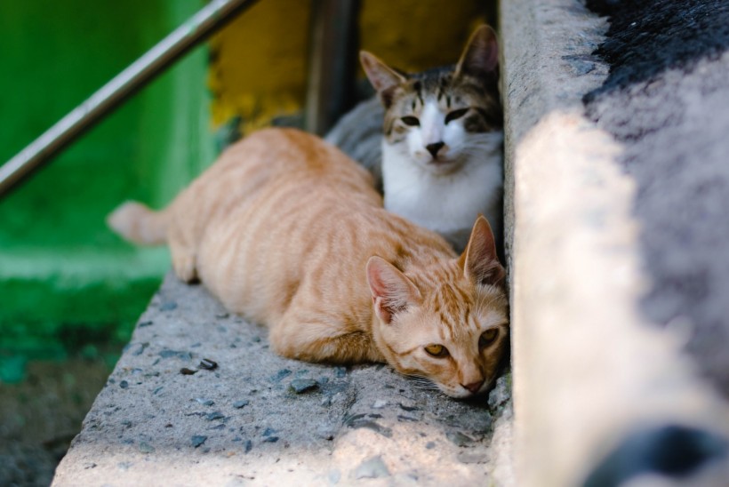 China Cat Meat Trade