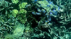  A photo of corals and signs of bleaching