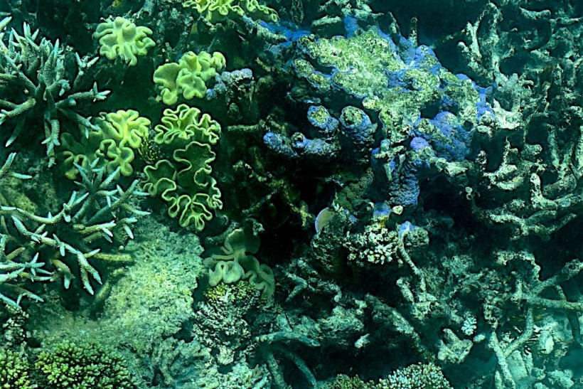  A photo of corals and signs of bleaching