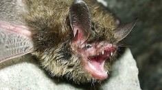 Endangered Northern Long-Eared Bat Establishes Population in 'Caveless' Alabama, Escaping White-Nose Syndrome