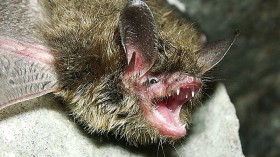 Endangered Northern Long-Eared Bat Establishes Population in 'Caveless' Alabama, Escaping White-Nose Syndrome
