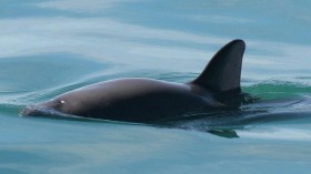 vaquita porpoise