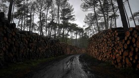 1000 Ancient Trees in France Infested With Bark Beetles, Slated For Logging to Avoid Spring 2024 'Time Bomb'