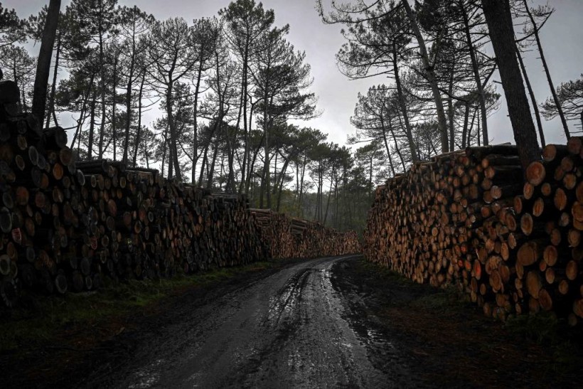 1000 Ancient Trees in France Infested With Bark Beetles, Slated For Logging to Avoid Spring 2024 'Time Bomb'