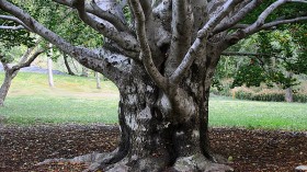 Three Centuries Old Sycamore Tree Might Be Taken Down for $3.6 Million Sidewalk in Warsaw