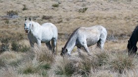 Shoot-to-Kill: Aerial Cull Ordered to Rid of Feral Horses in Australia State Park After Native Wildlife Risks Extinction
