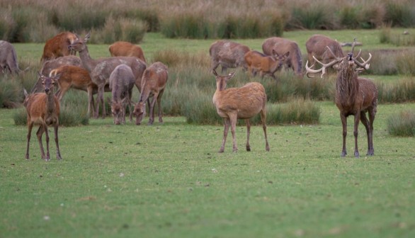 mating season of deer