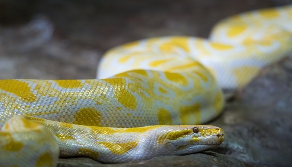 Albino Python