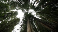 tall trees