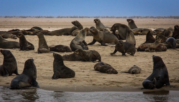 Cape Fur Seals