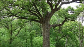 Rainstorm Uproots Beloved 400-Year-Old Bur Oak in Plano, Texas