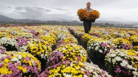 TOPSHOT-FRANCE-CORSICA-RELIGION-CHRYSANTEMUS