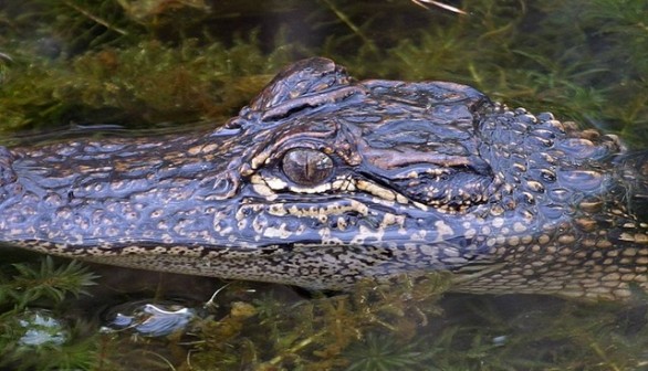 alligator