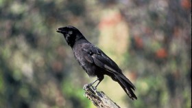 Endangered Hawaiian Crow 'Alalā Proposed Reintroduction to Maui Underway