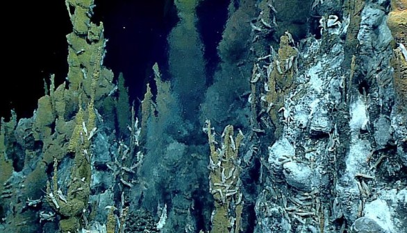 Mariana Trench Depth, Location, Animals: What Animals Live In It?