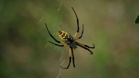 Brazilian Wandering Spider