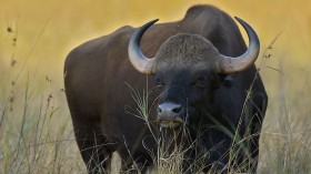 Endangered Bison Bos Gaurus Makes First Appearance in Thailand Sanctuary After 37 Years