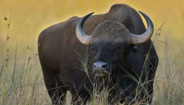 Endangered Bison Bos Gaurus Makes First Appearance in Thailand Sanctuary After 37 Years