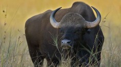 Endangered Bison Bos Gaurus Makes First Appearance in Thailand Sanctuary After 37 Years