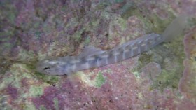 Hawaii Goby Fish That Can Climb Up Waterfalls Under Threat as Unmaintained Waterways Benefit Invasive Species