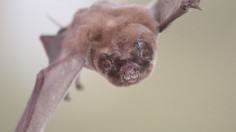 5 Halloween Animals Born with the Looks for Trick-or-Treating