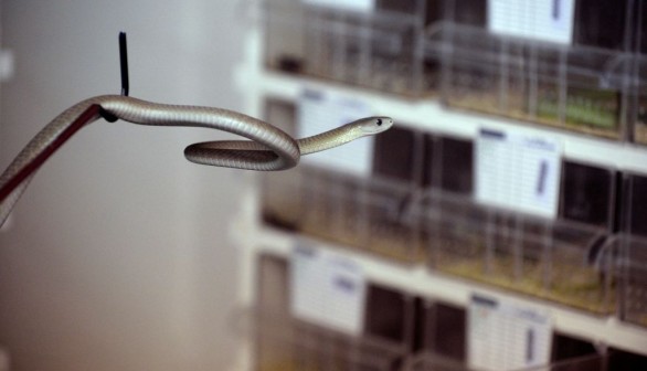 FRANCE-SNAKE-VENOM-WORLD-MEDICINE