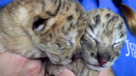 Liger Cubs Born At Jungle Island