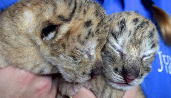Liger Cubs Born At Jungle Island