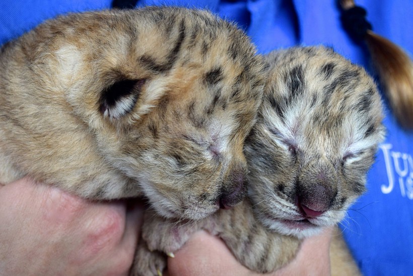 Liger Cubs Born At Jungle Island