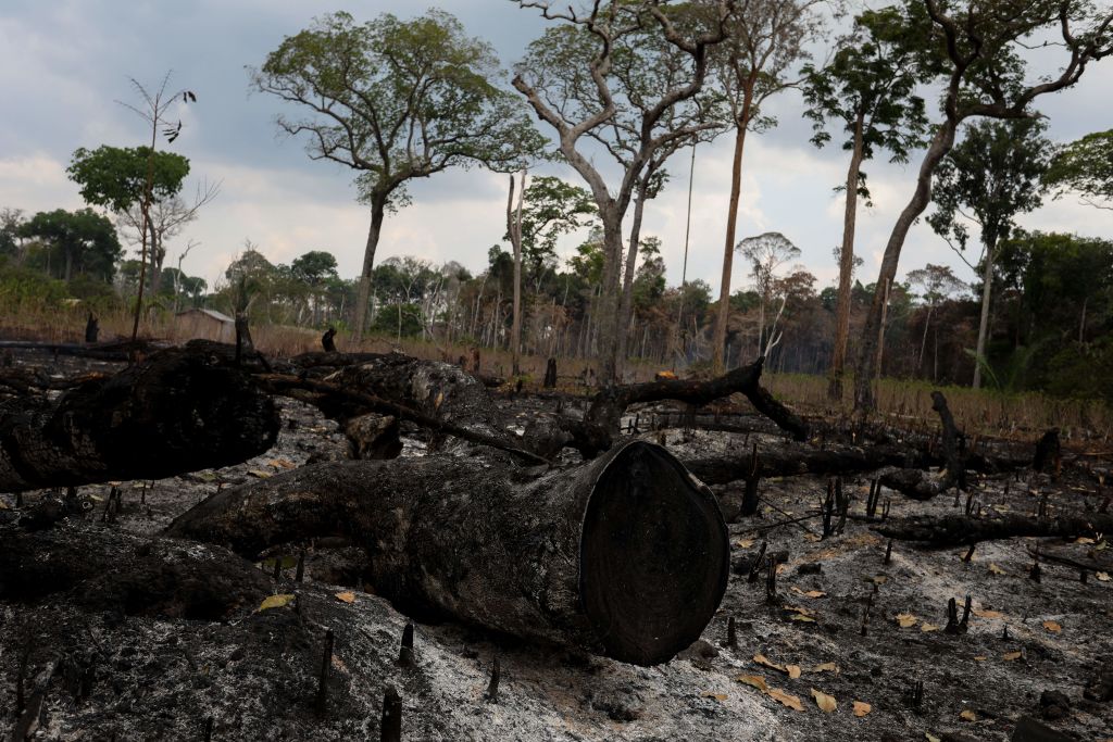 Deforestation in Brazil's  falls 66% in August